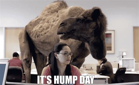 Hump Day Memes gifs